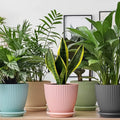 Plastic Flower Pot With Bottom Tray (5 Pcs Set) - Shop Gharse