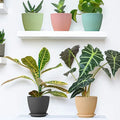 Plastic Flower Pot With Bottom Tray (5 Pcs Set) - Shop Gharse